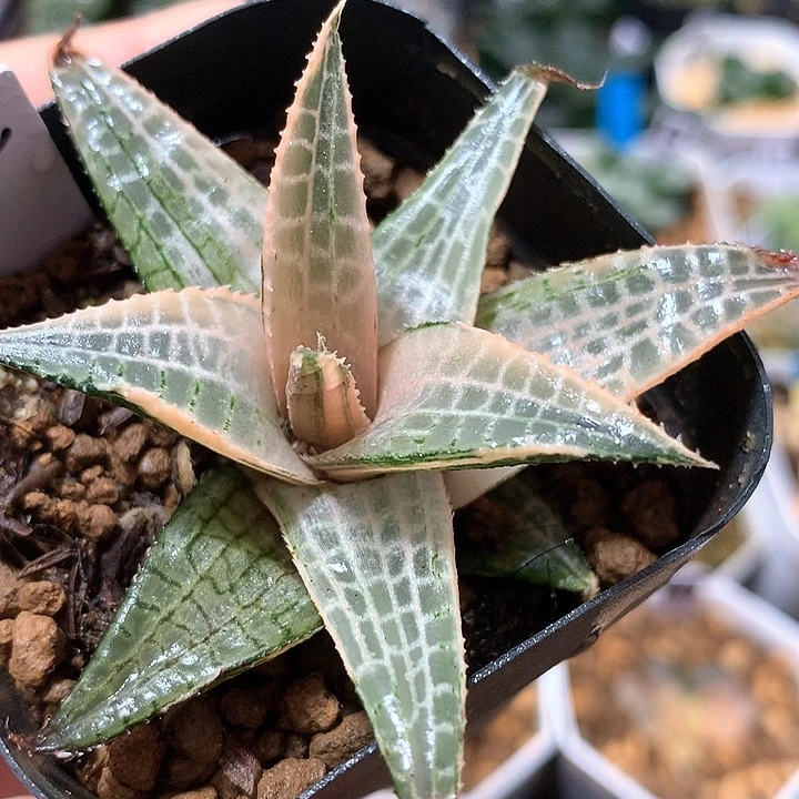 4龙鳞硬叶锦带盆土