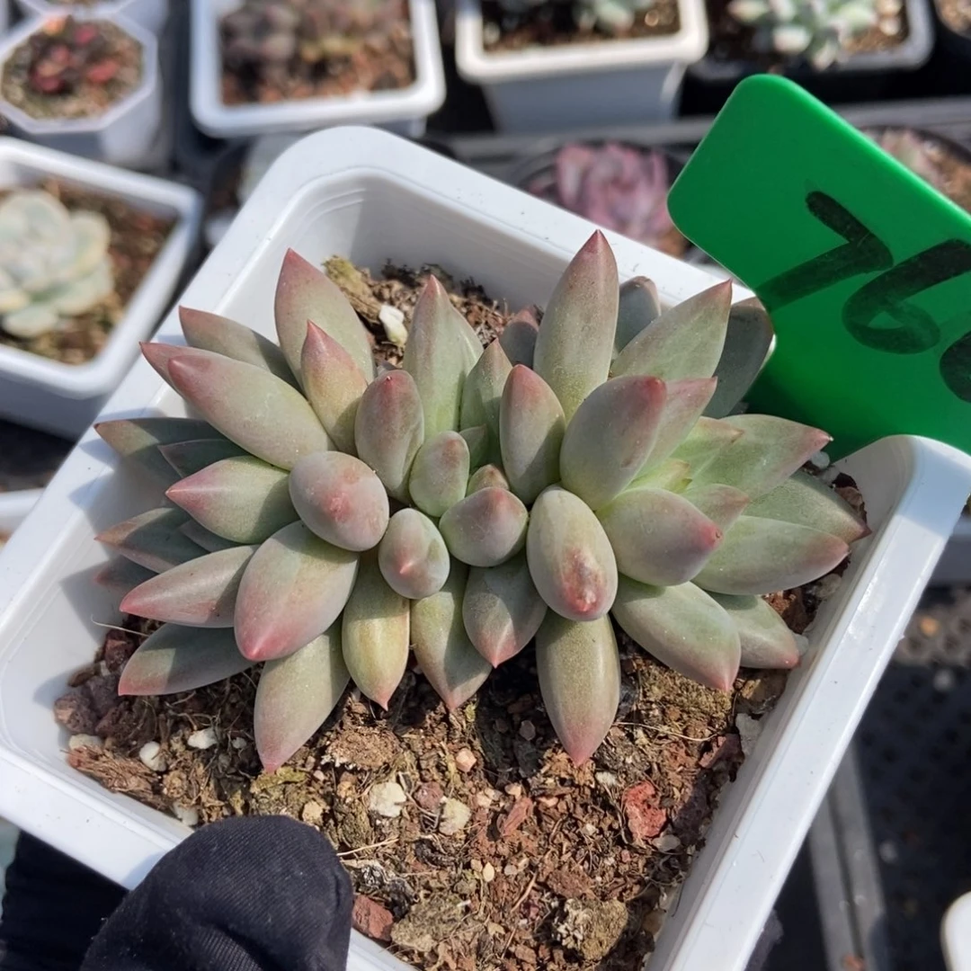 760水晶球多肉植物