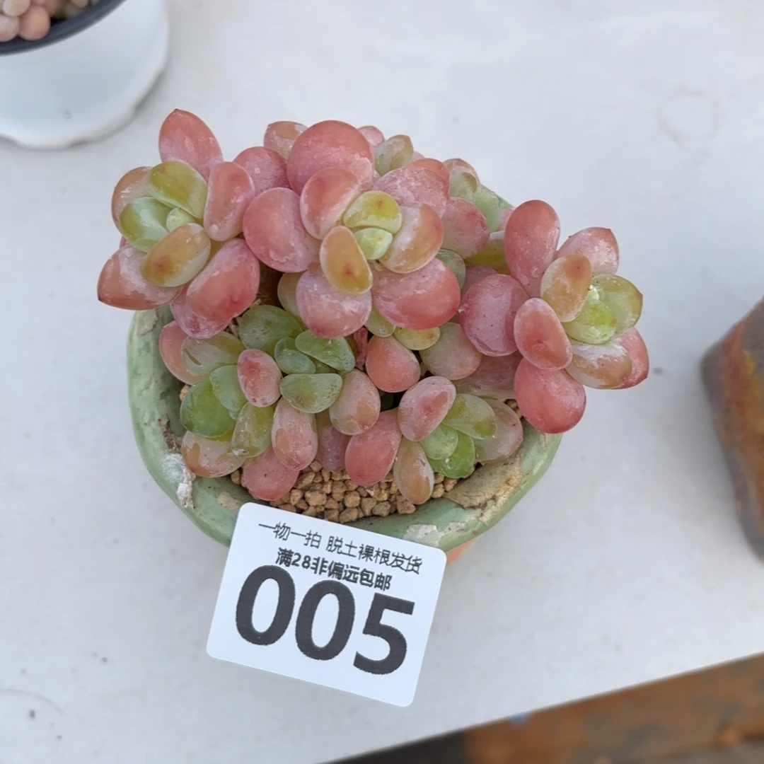 橘子洛神老桩无盆土发货