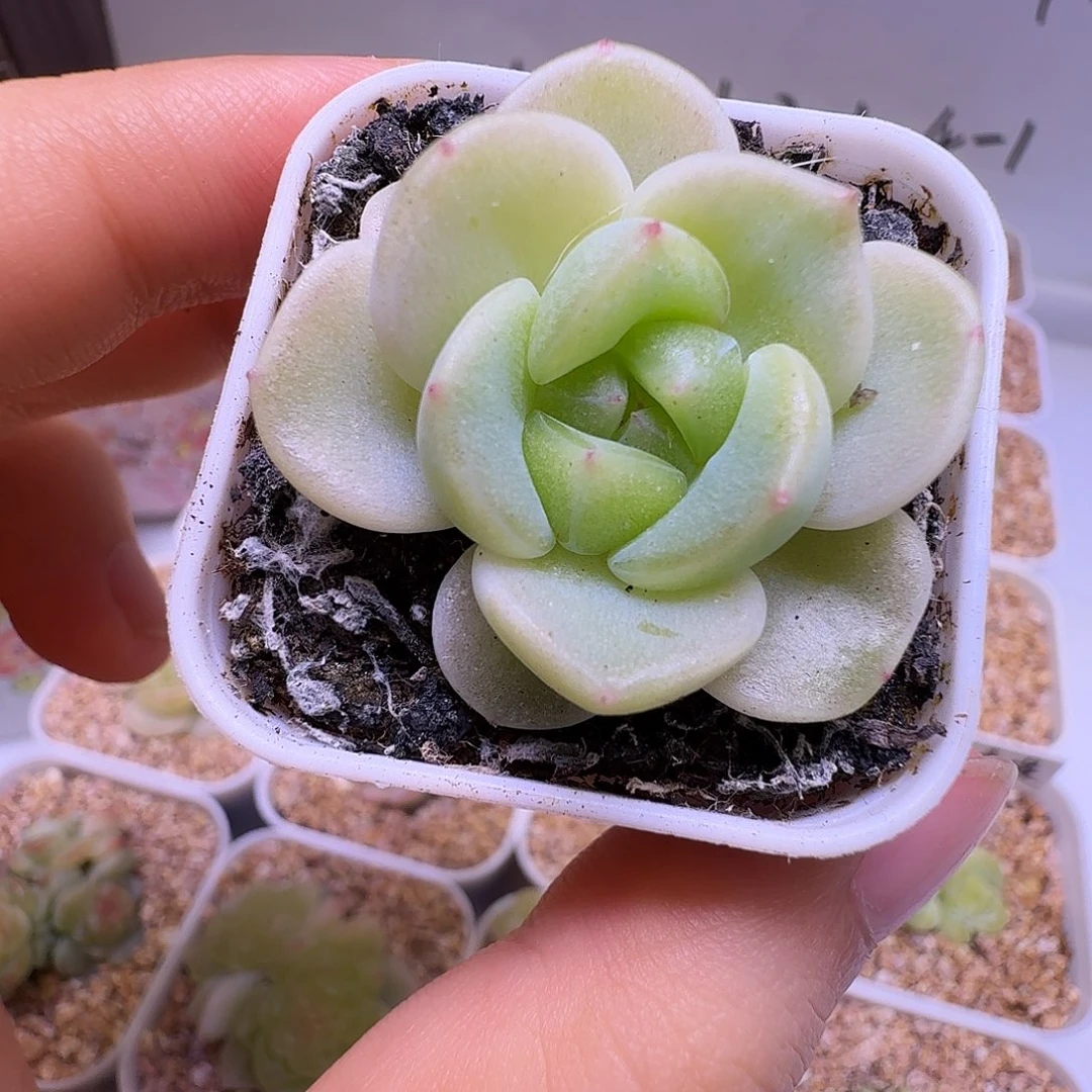 财富S2多肉一物一拍