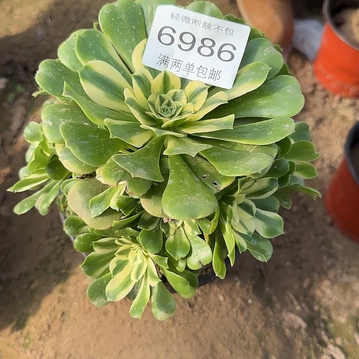 6986香尼亚多肉植物