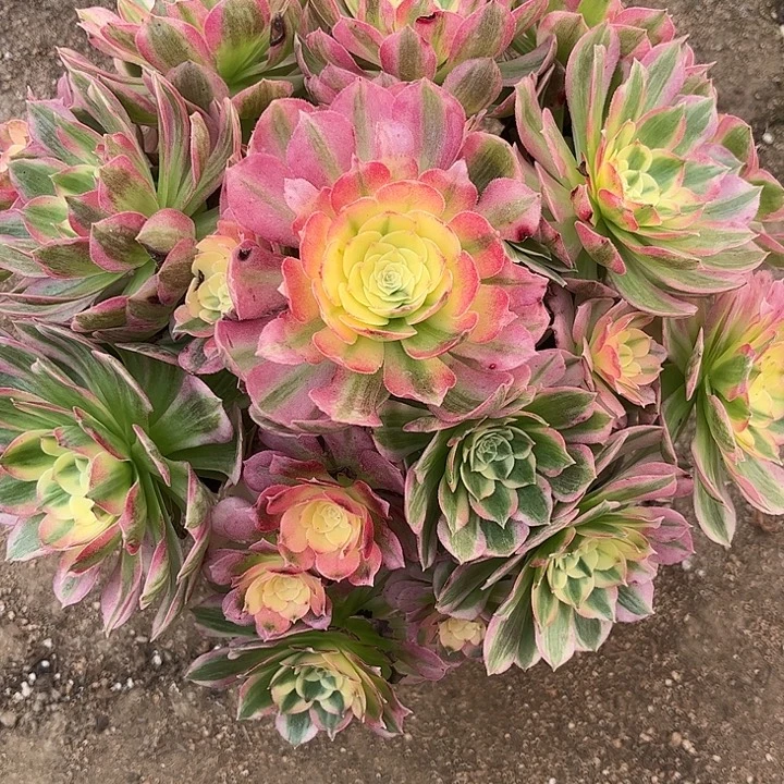 多肉植物海仙锦…………