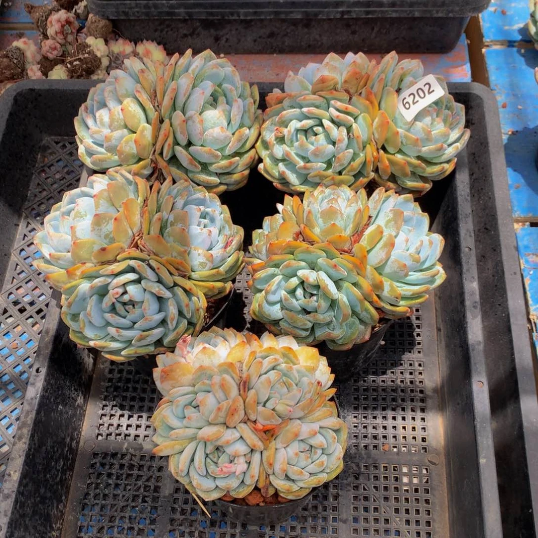 6202五个嗯嗯嗯嗯嗯嗯好