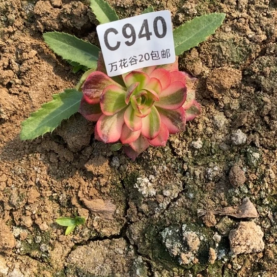 940黑魔锦单头小多肉