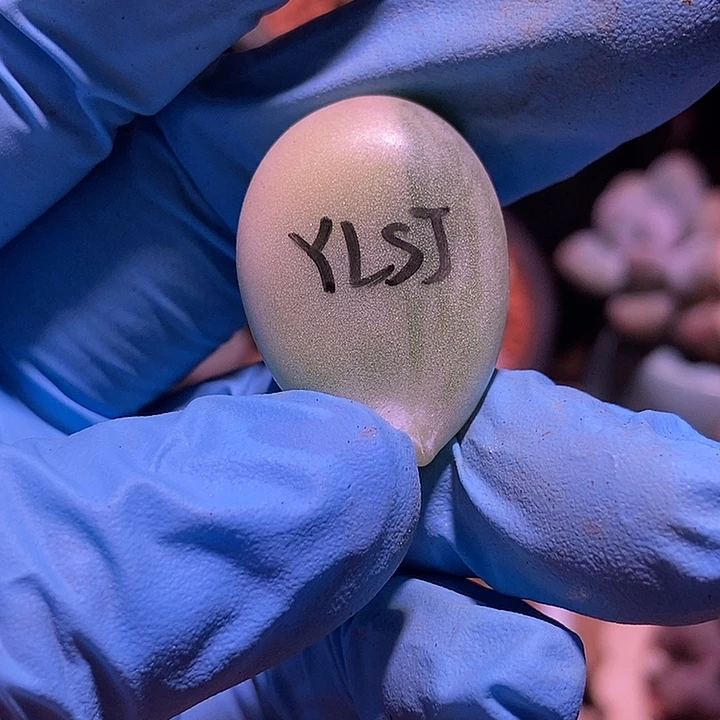 花***菜月亮石奶酪锦多肉植物