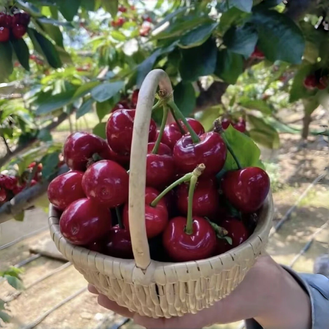 车厘子树苗樱桃树苖南方北方种植盆栽庭院果树矮化樱桃树大樱桃苗