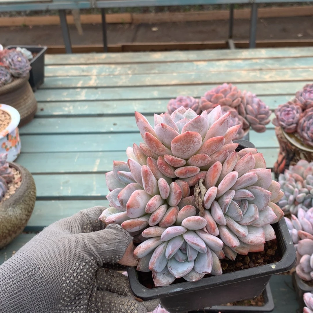 无花朵哈哈哈哈哈哈哈哈哈20