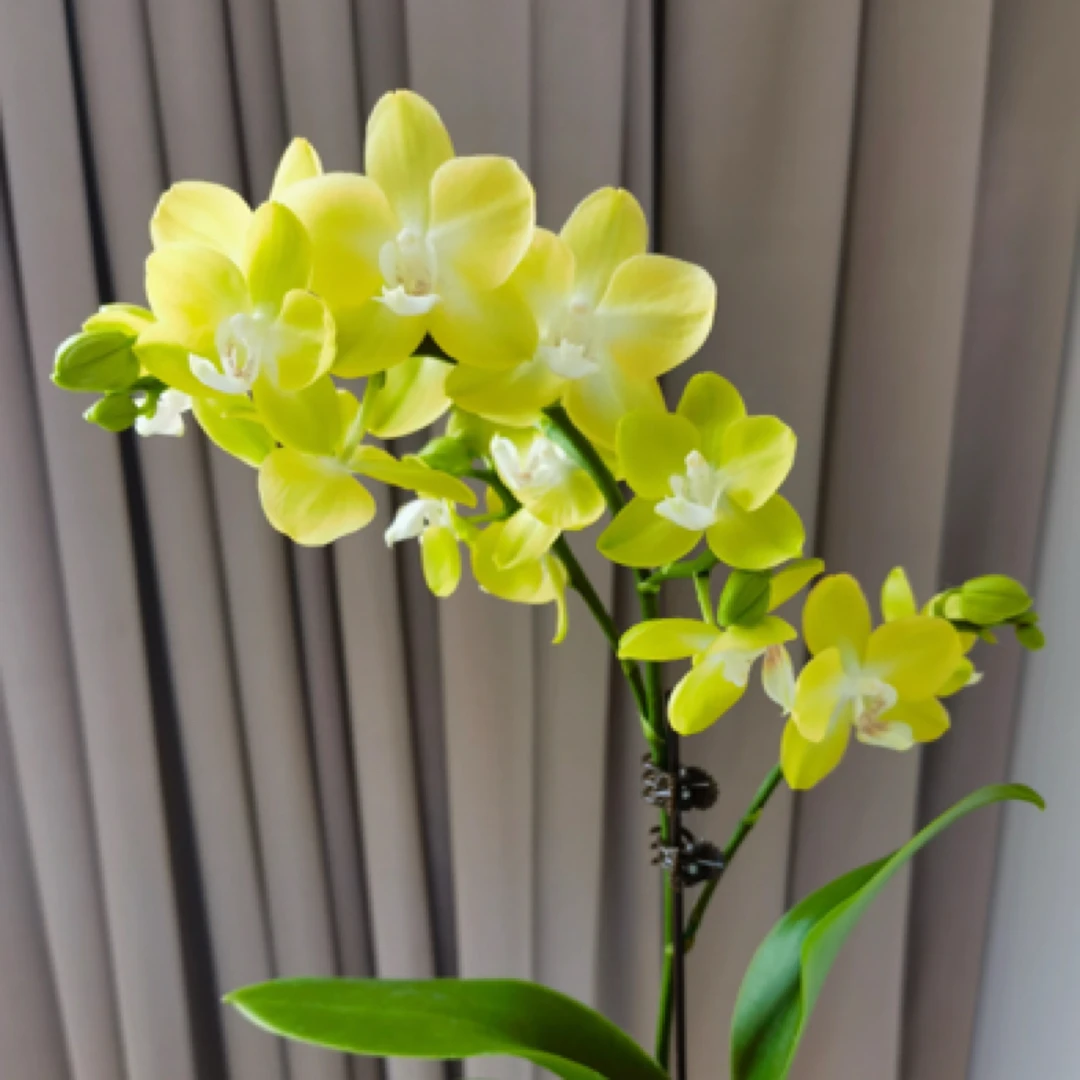 微瑕多花剑【柠檬】3.0寸杯加高，蝴蝶兰花苗