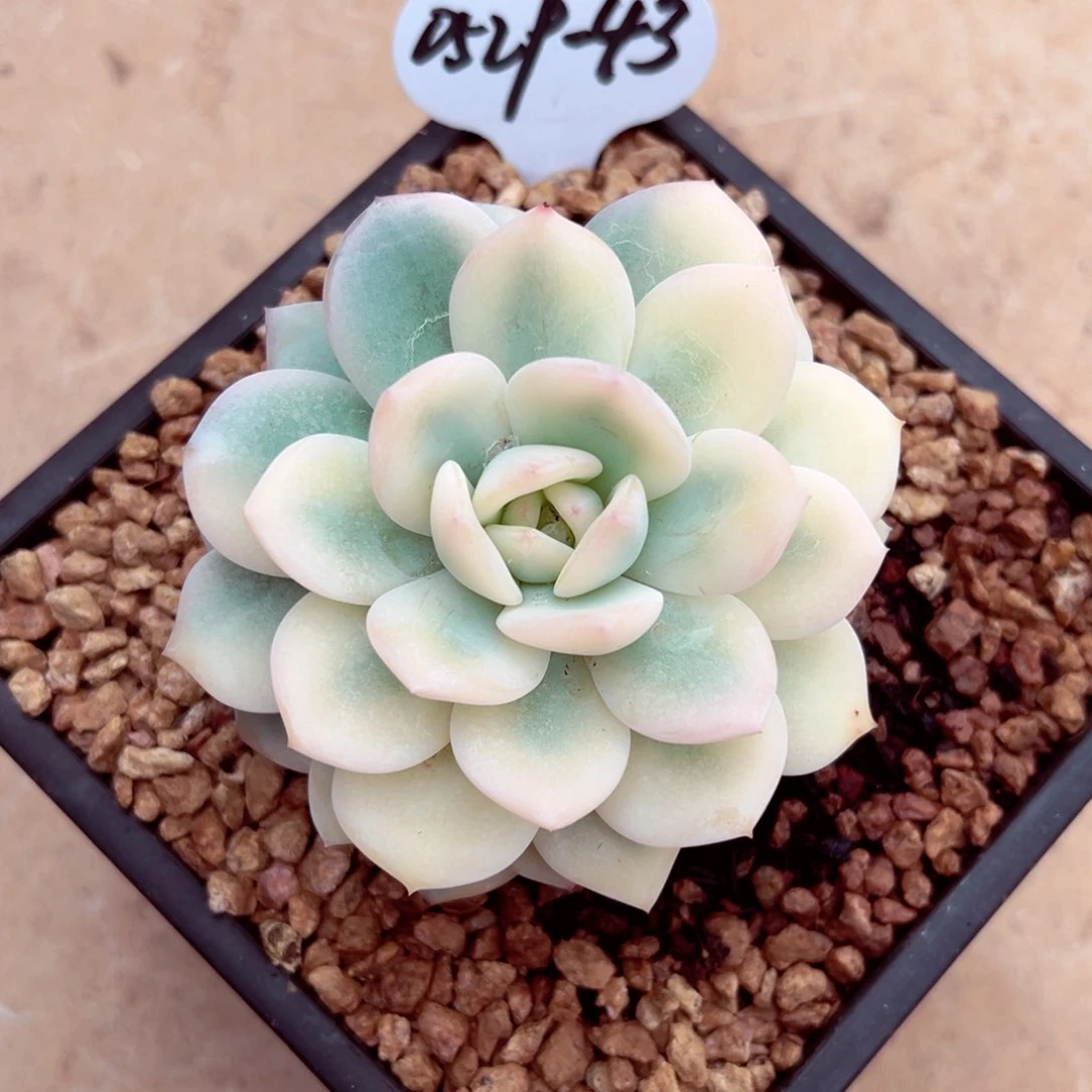 小*妹0529-43星影宽锦