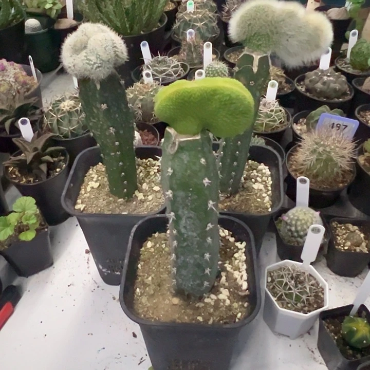 完全开放3颗嫁接脱土发