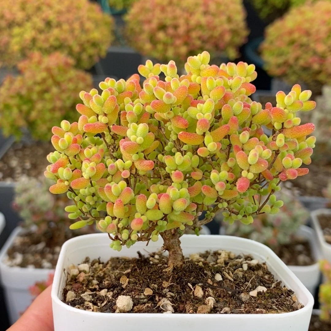 1887蜜橘糖球 。