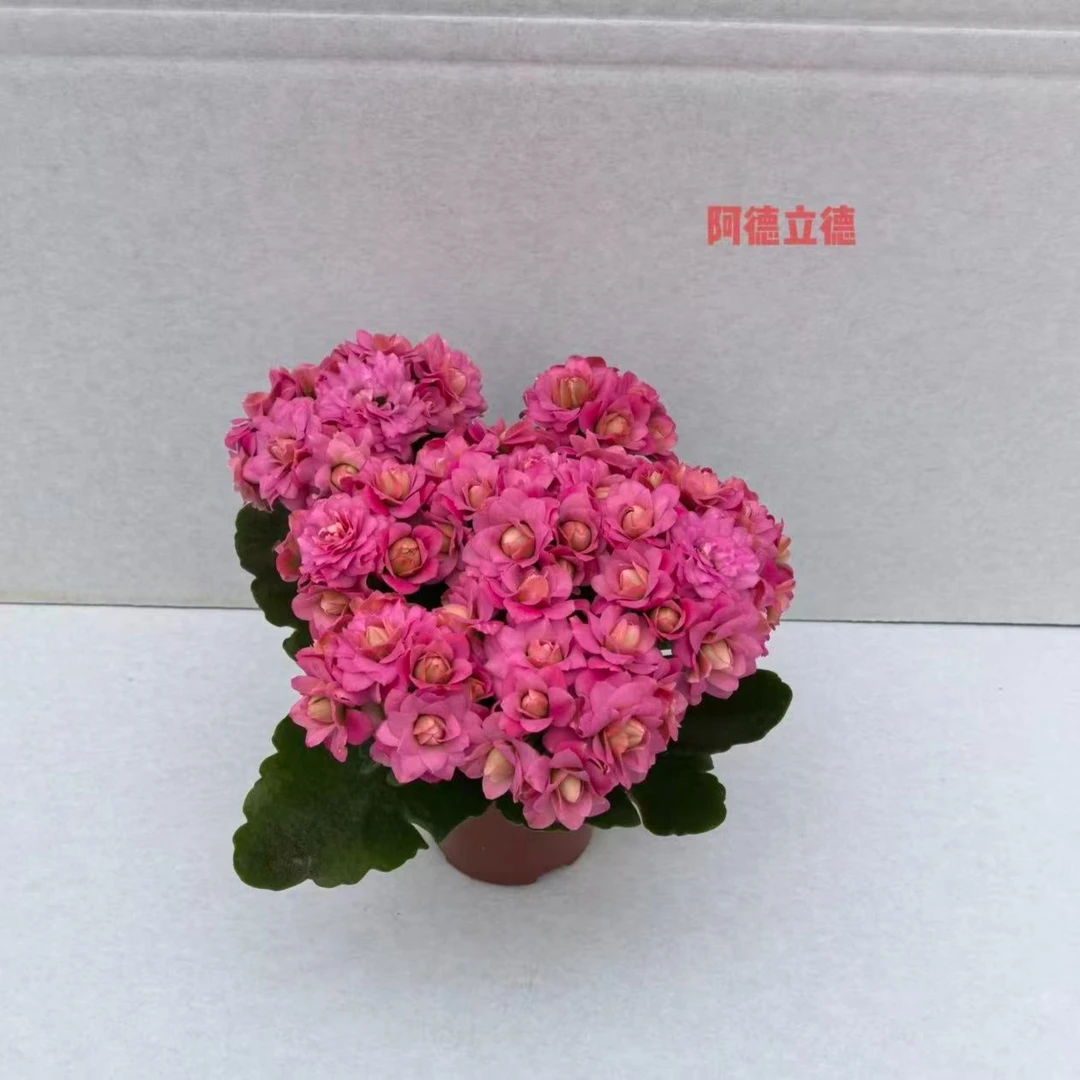 【阿德里德】小苗稀有重瓣长寿花盆栽带花苞耐热耐寒适合室内外观花