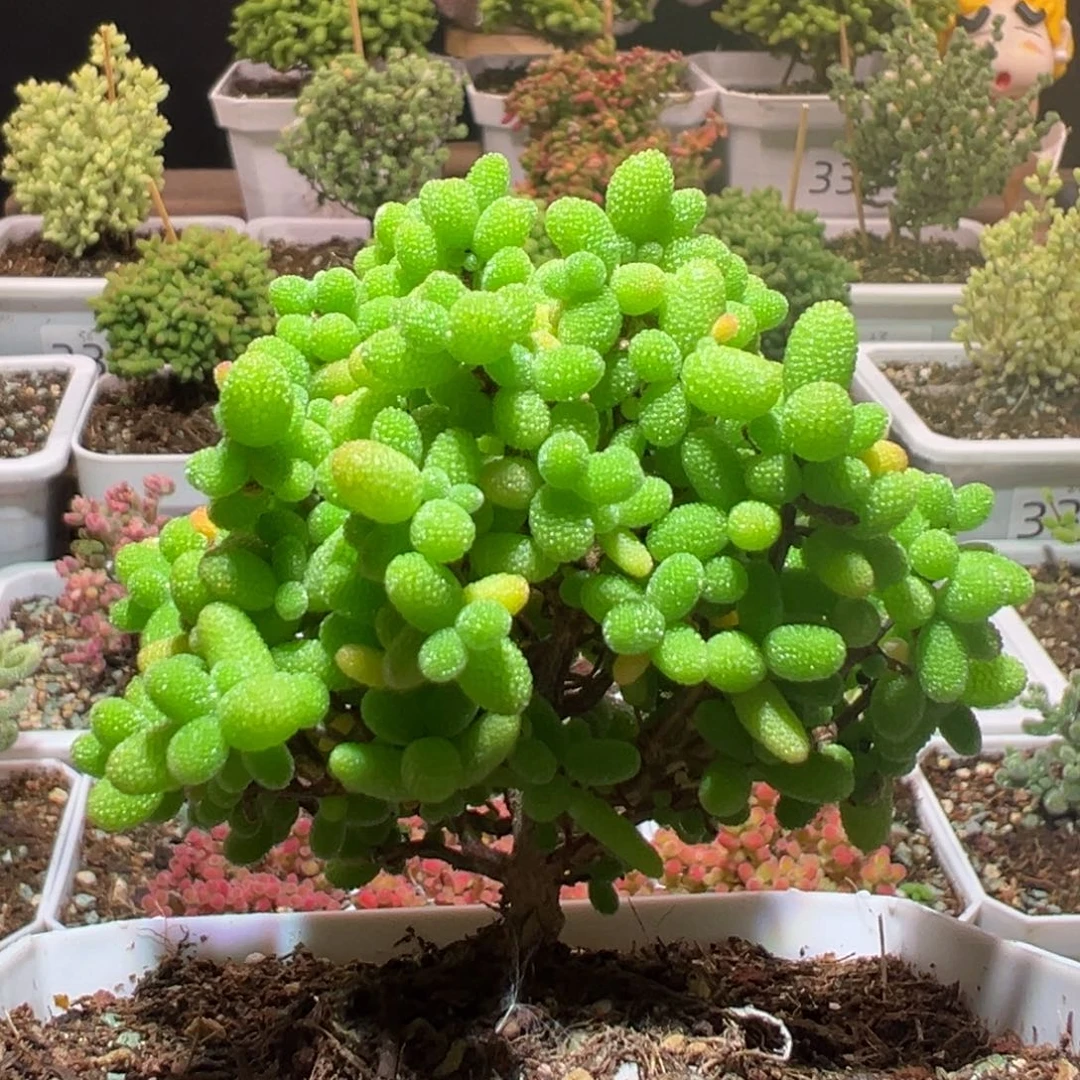 J332金桔带盆土发货一物一拍