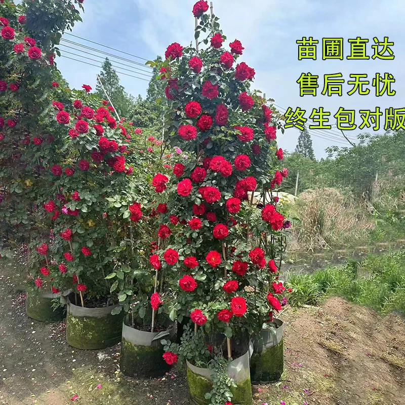 佛罗伦蒂娜大型爬藤月季花苗蔷薇老桩盆栽地栽庭院南北方四季开花