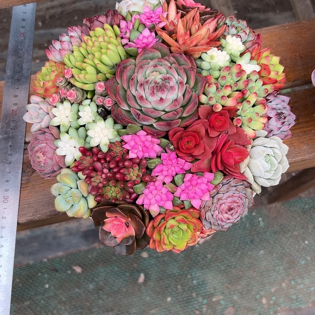 2盆韩式花园多肉组合