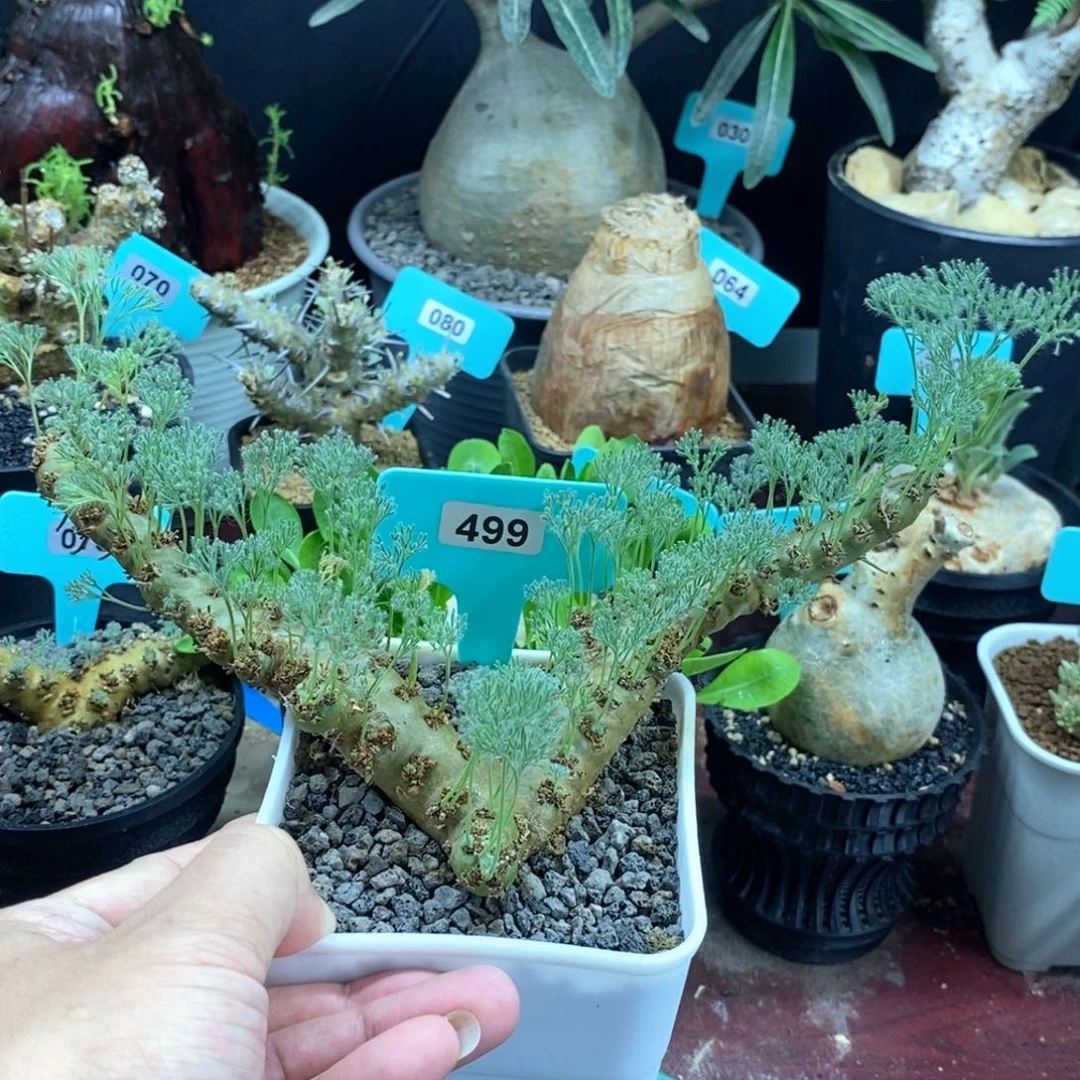 白皮月界多肉植物