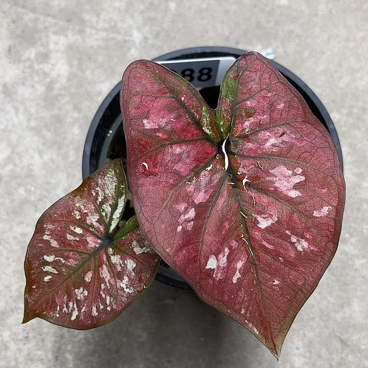 88-0220花木兰彩叶芋广东现货