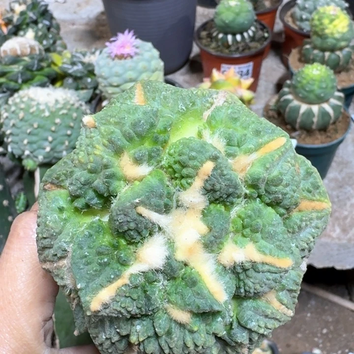 477大尤黑怒牡丹锦