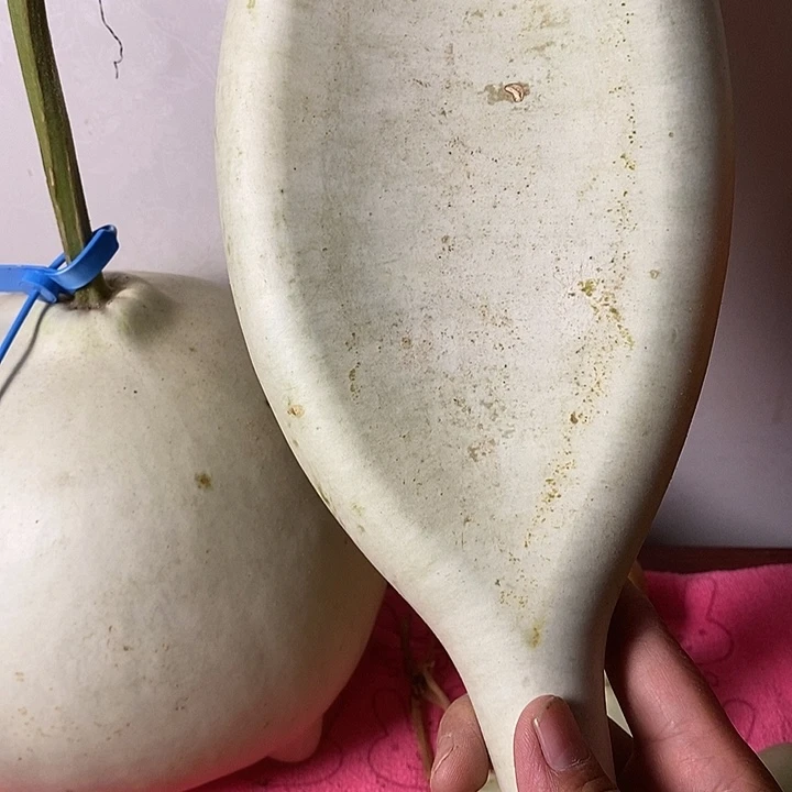 *****青皮葫芦手把件葫芦