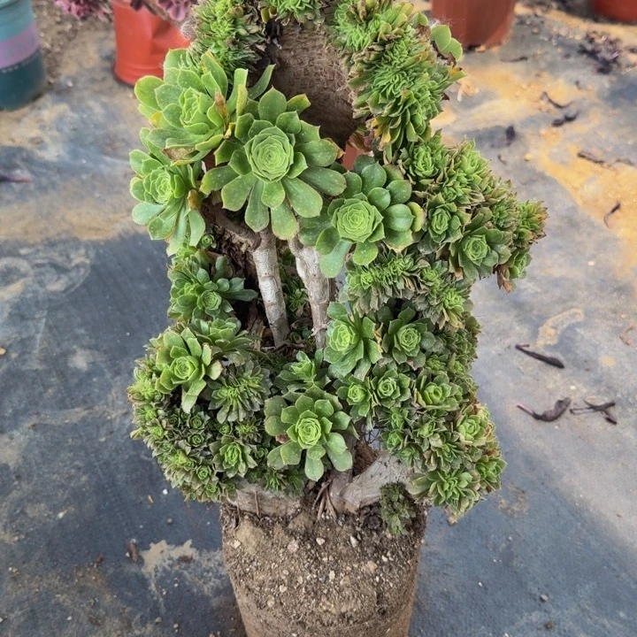 彭**剪特特特特特8085