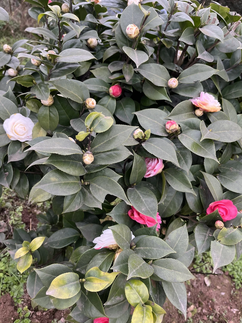 {彩十八 红十八 粉十八茶花}露天带花苞绿植