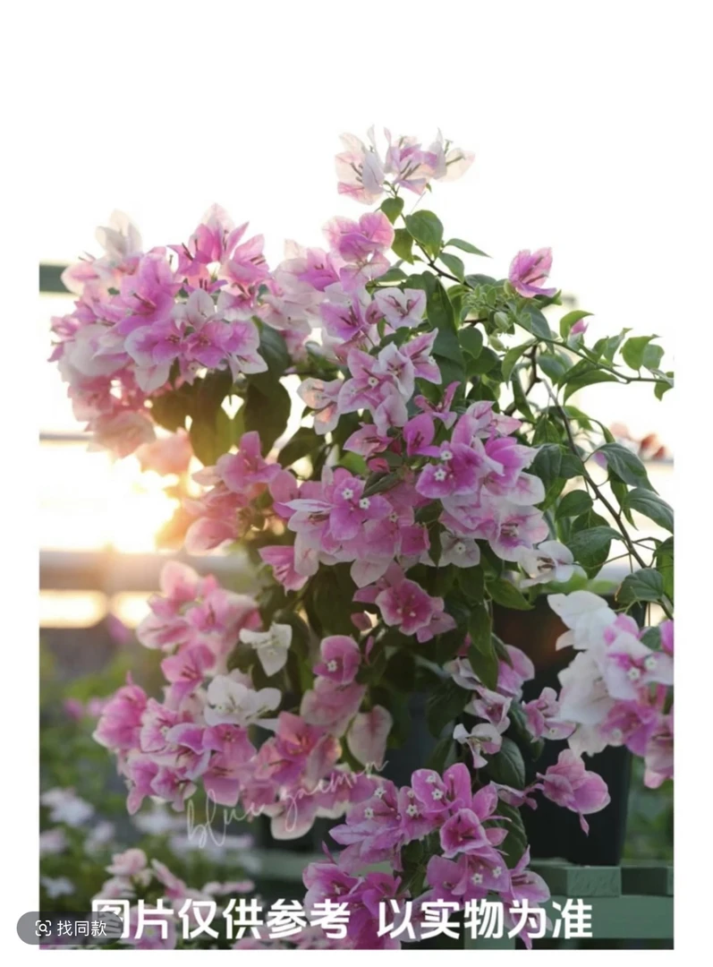 【漳红樱】绿植盆栽百变花蝴蝶三角梅四季开花种植适合室内外光照养