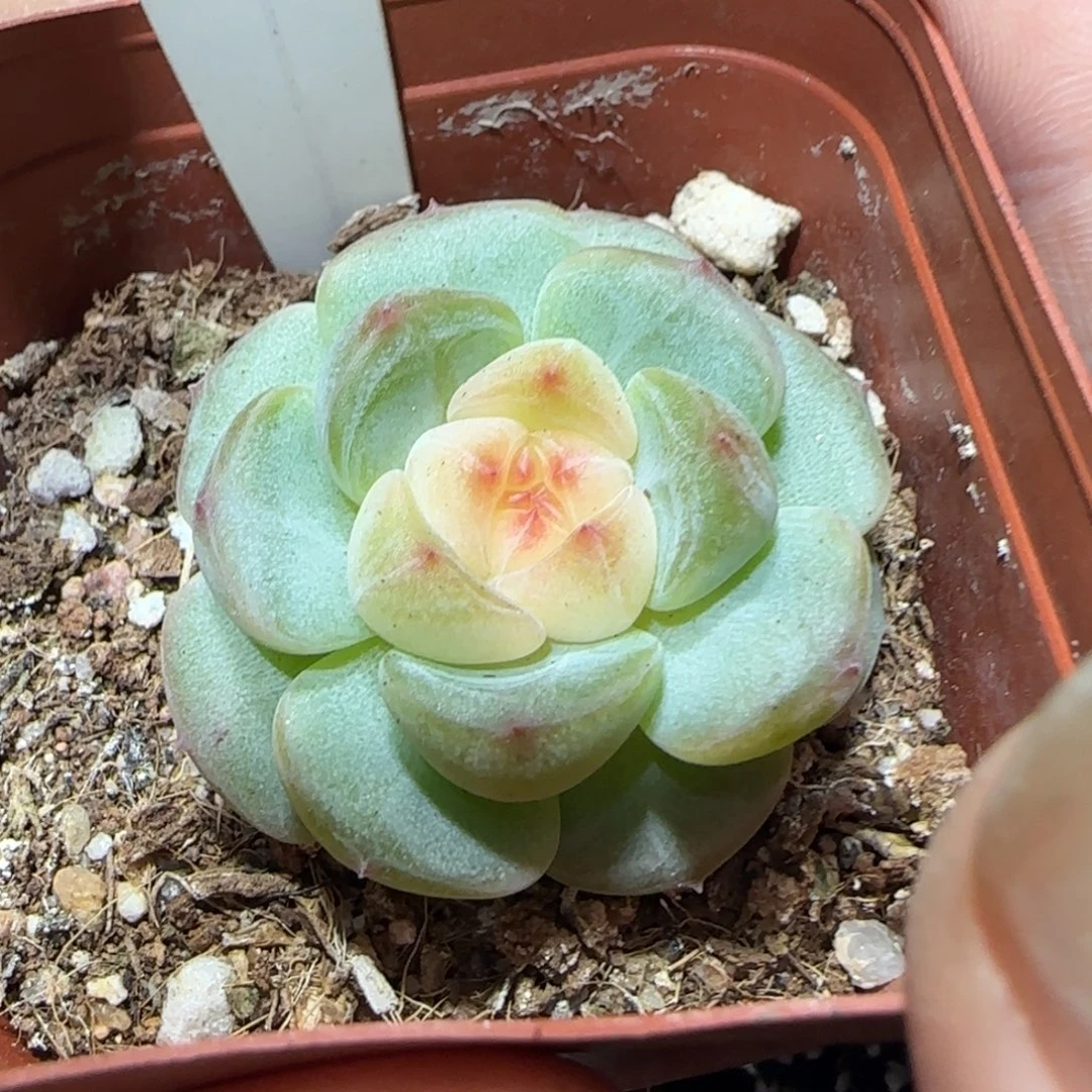 2 甜心满38包邮➗偏远发货后不退