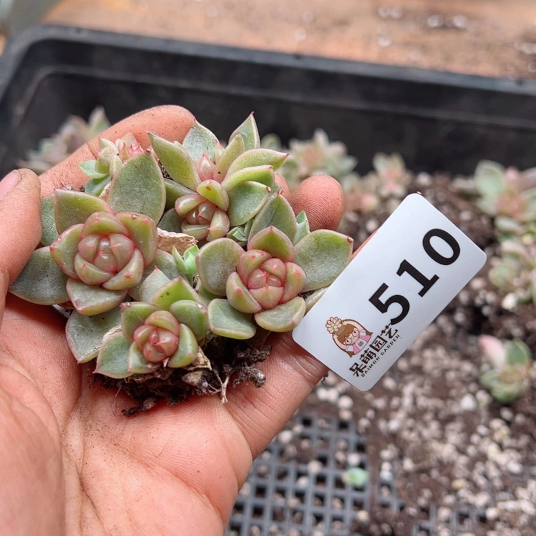 多肉植物多肉植物