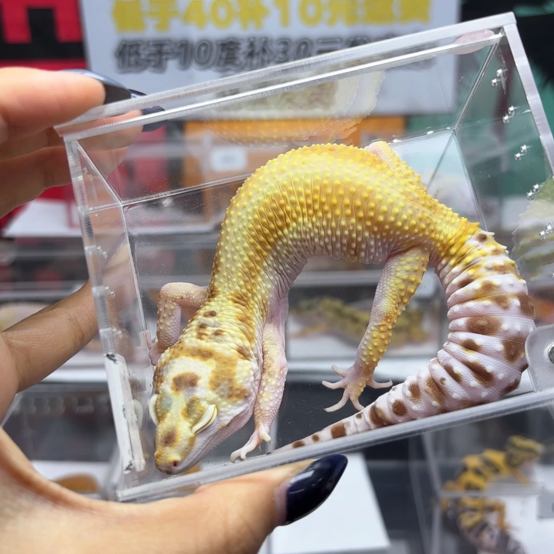 豹纹守宫白黄暴龙母