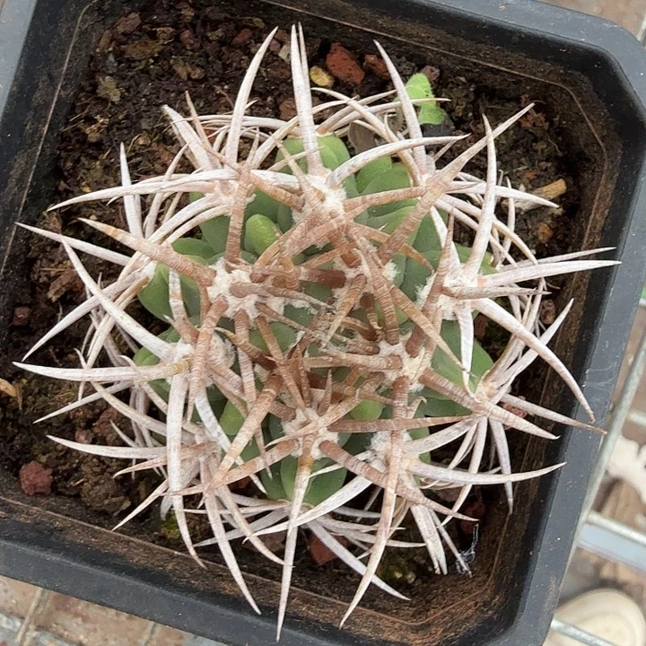 日本五十铃5仙人球