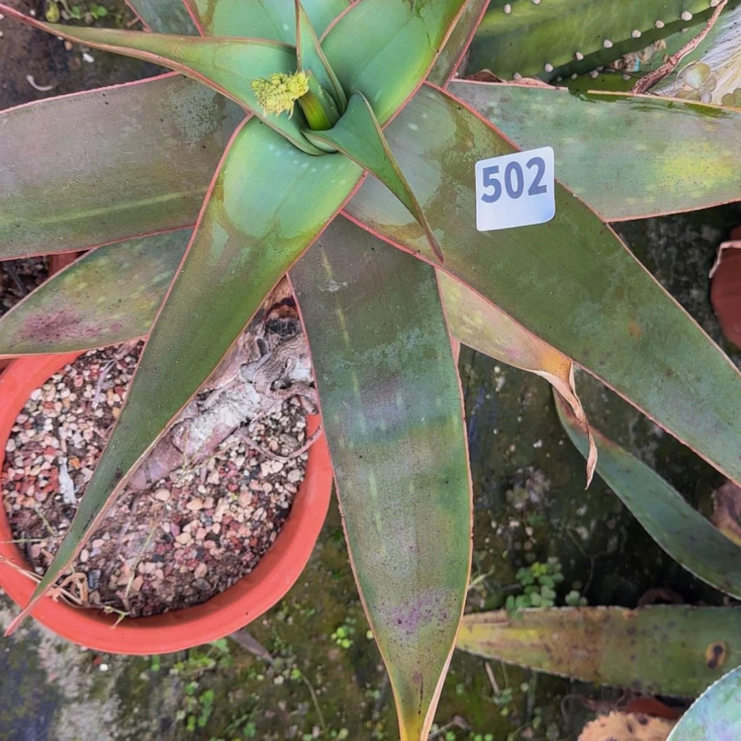 【闪购商品】牛*龙块根植物