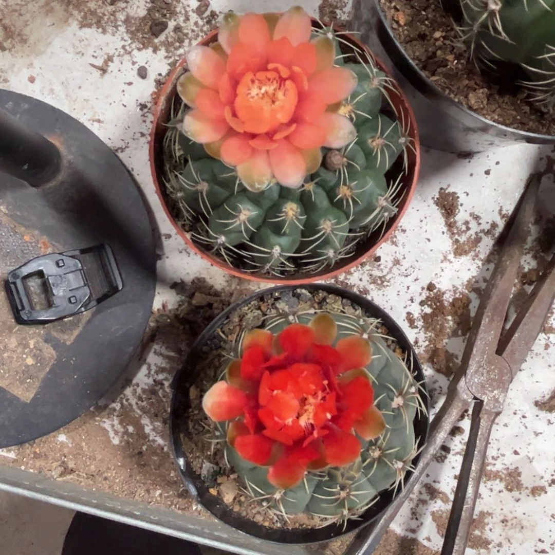 薇***6实生绯花玉仙人球2