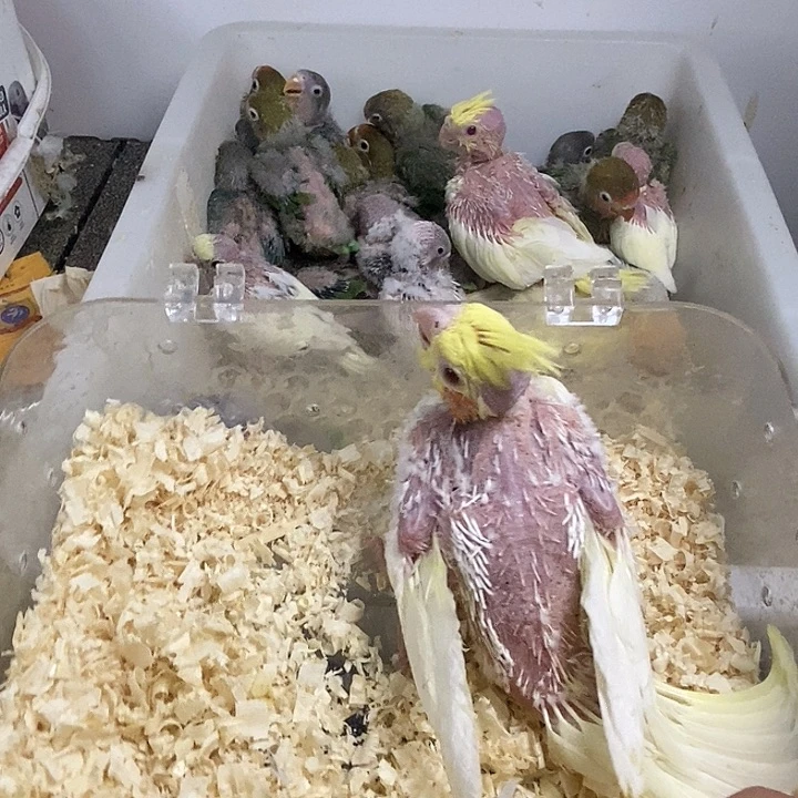 玄凤鹦鹉/鸡尾鹦鹉༺****༻玄凤