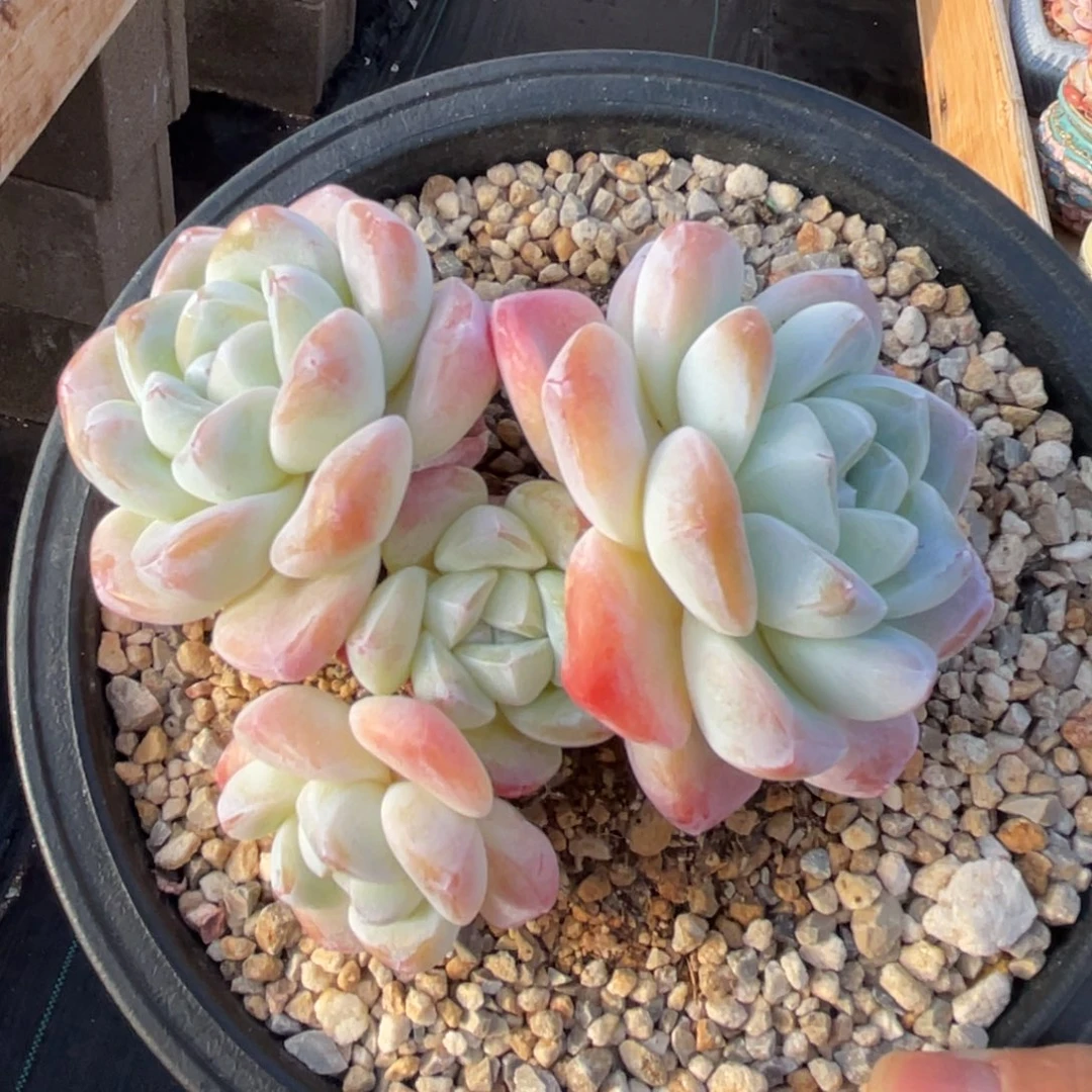 冰玉老桩 一物一拍不支持退换