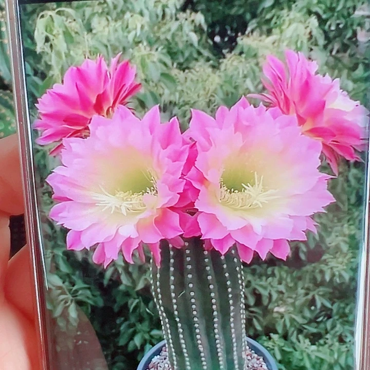 毛花柱河岸侧芽拍一发二