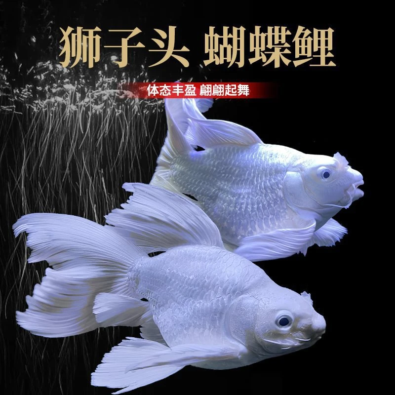 精选台湾精品蝴蝶鲤冷水观赏鱼大鳍大尾招财好养
