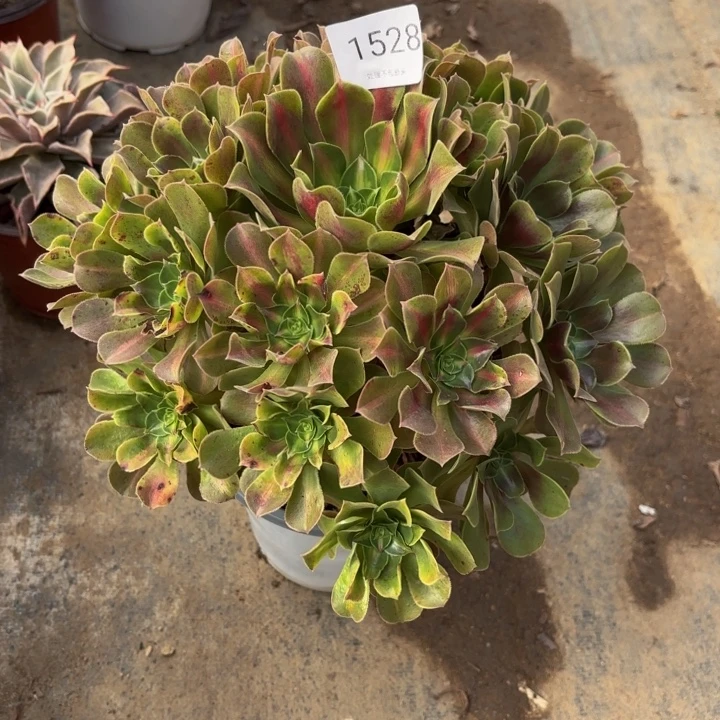 女巫中班多肉处理不包断头1528