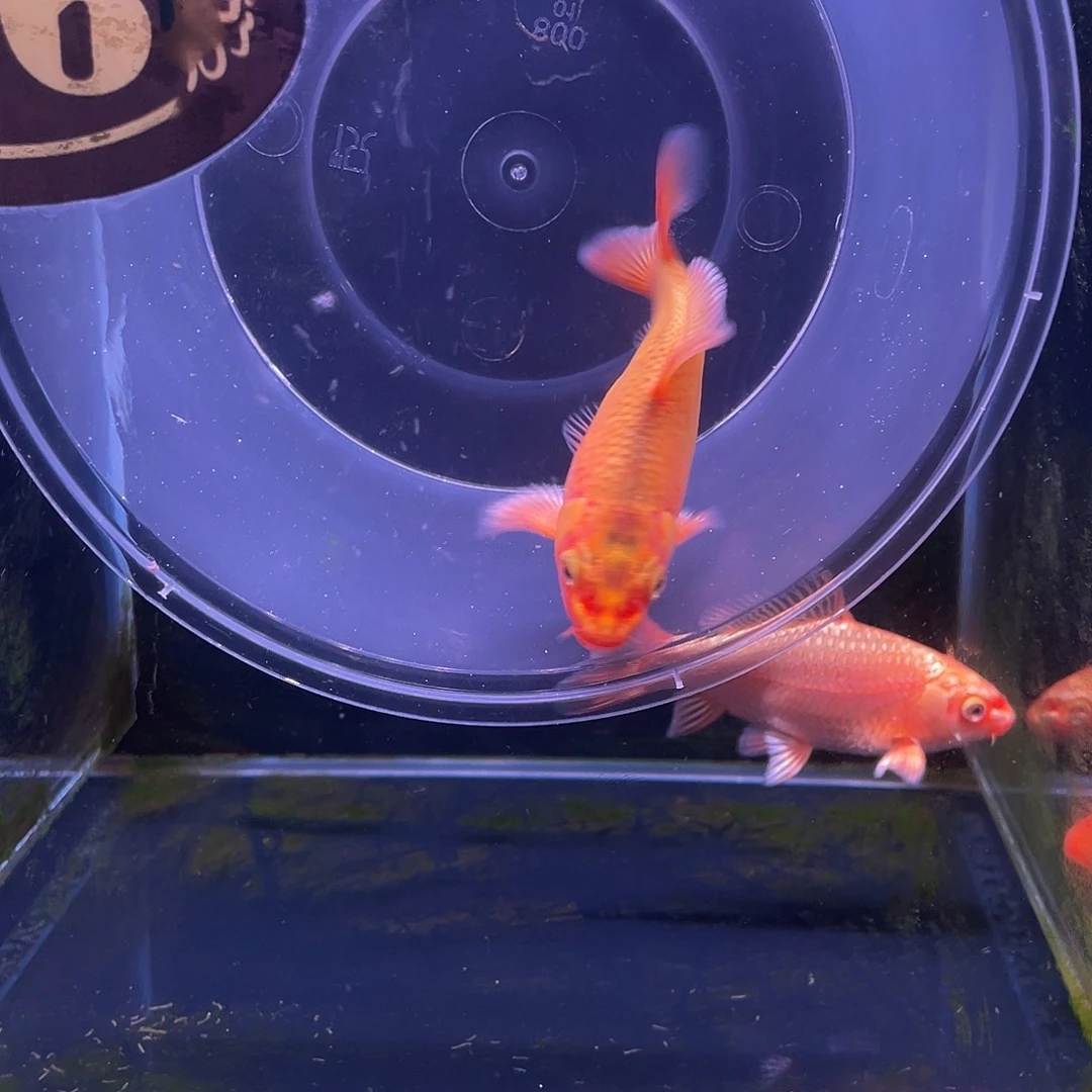 東***東海水鱼精品红色蝴蝶鲤苗