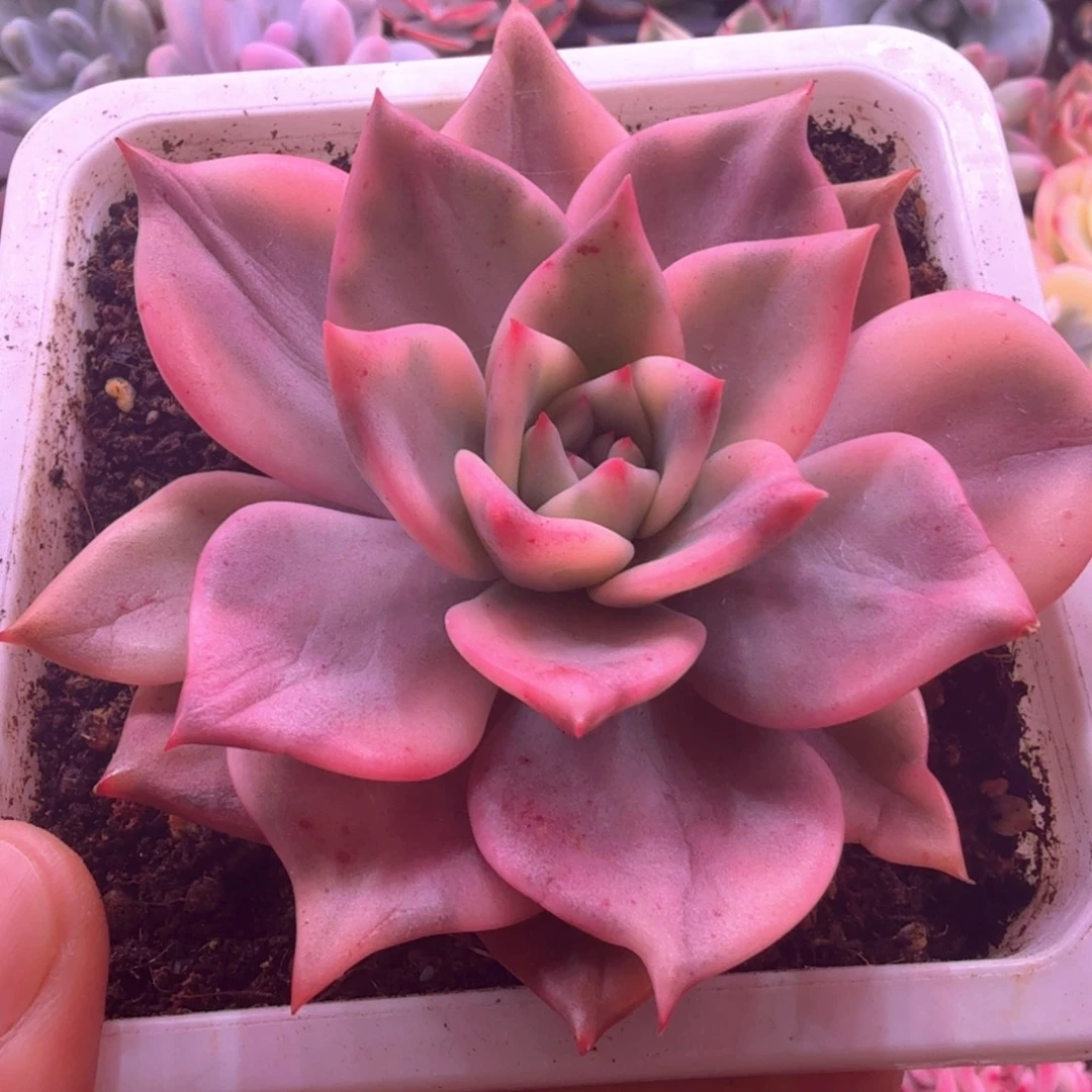卡梅拉锦 多肉植物