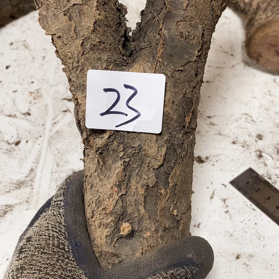 木柳***～火琉璃……火琉璃