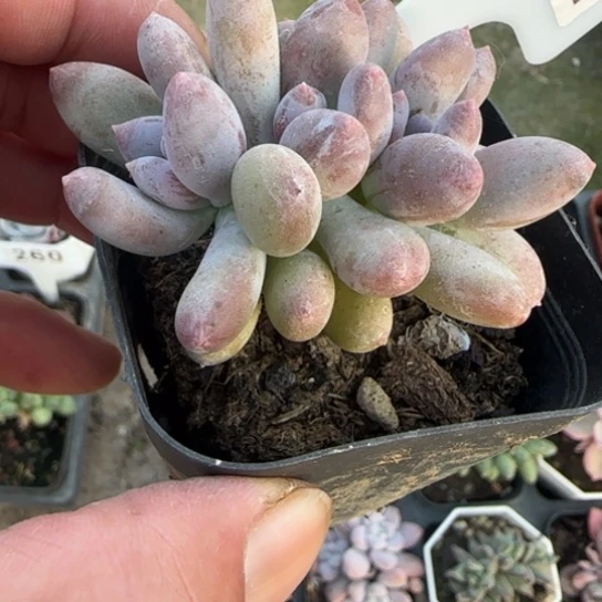 292长叶桃美人缀多肉植物多