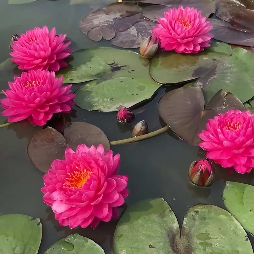 鸽子血大花重瓣带花苞睡莲花盆栽水缸池塘四季鲜花卉绿植