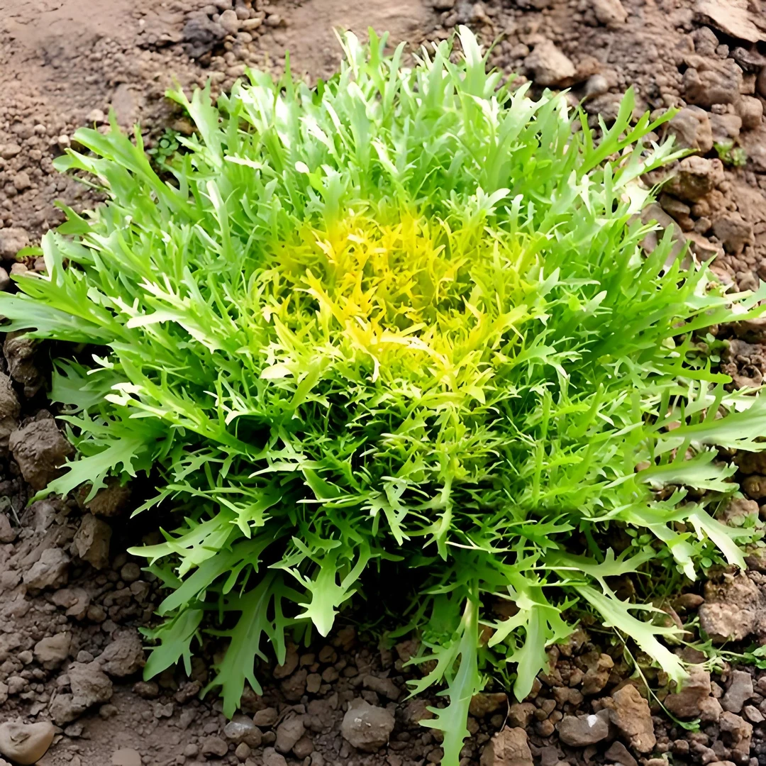 【买一送一】碎叶黄心苦苣苦菊种子苦苣四季蔬菜种籽