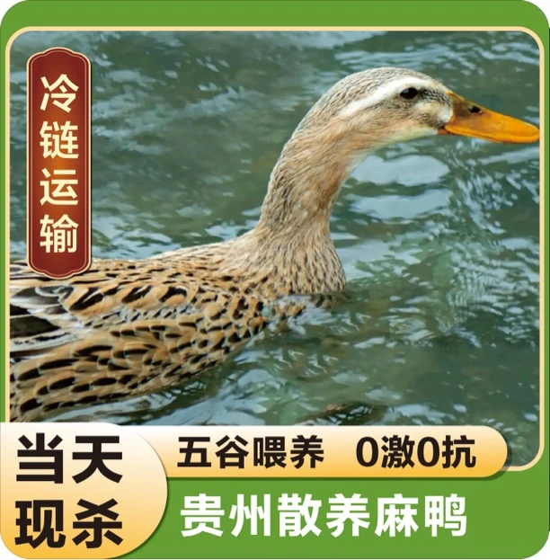 贵州三穗麻鸭，一只约4斤，五谷喂养一年以上，现拍现宰，冷链发货！