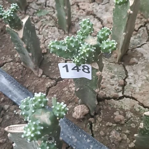 紫色花一棵水仙情郎148