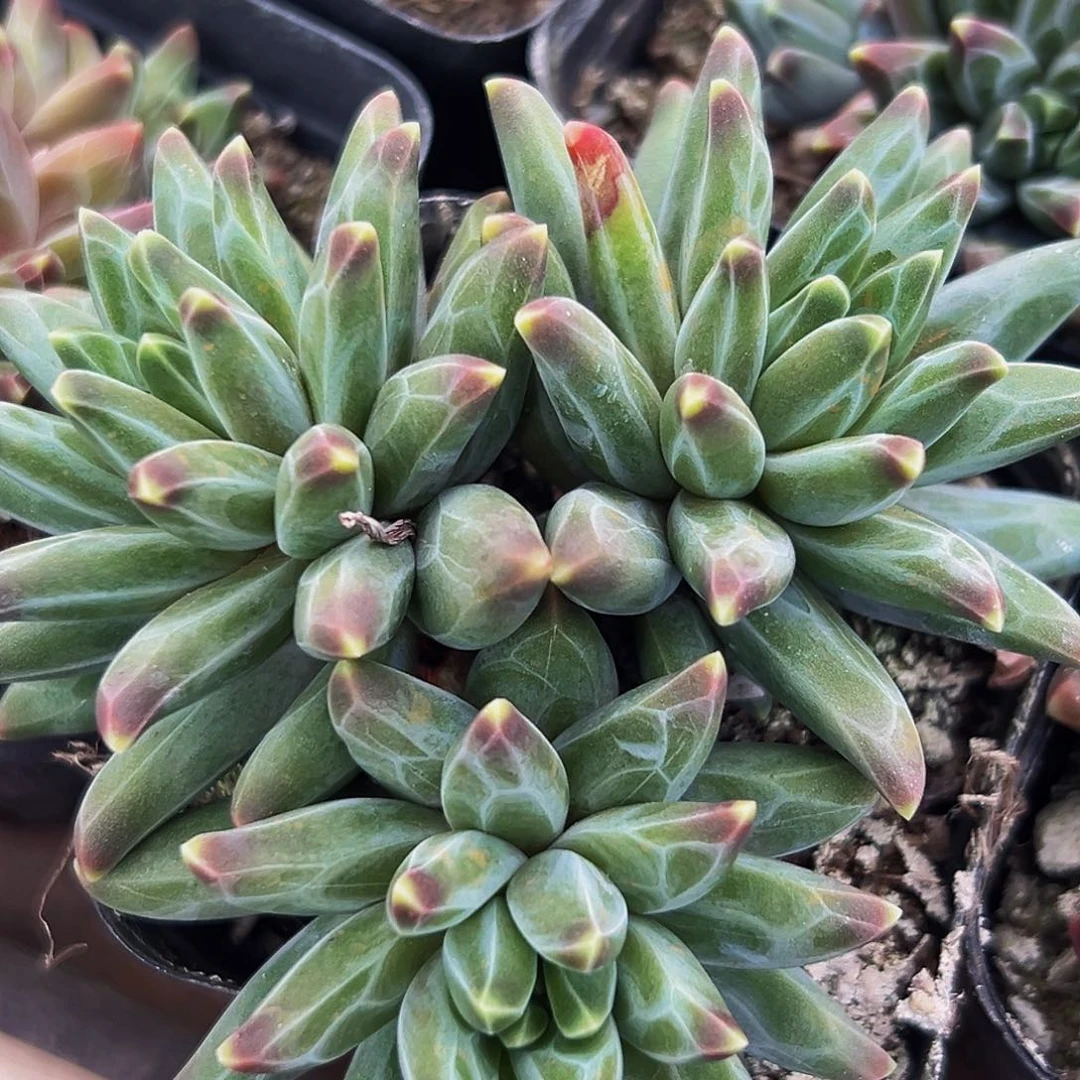 桔云多肉美人精品系列