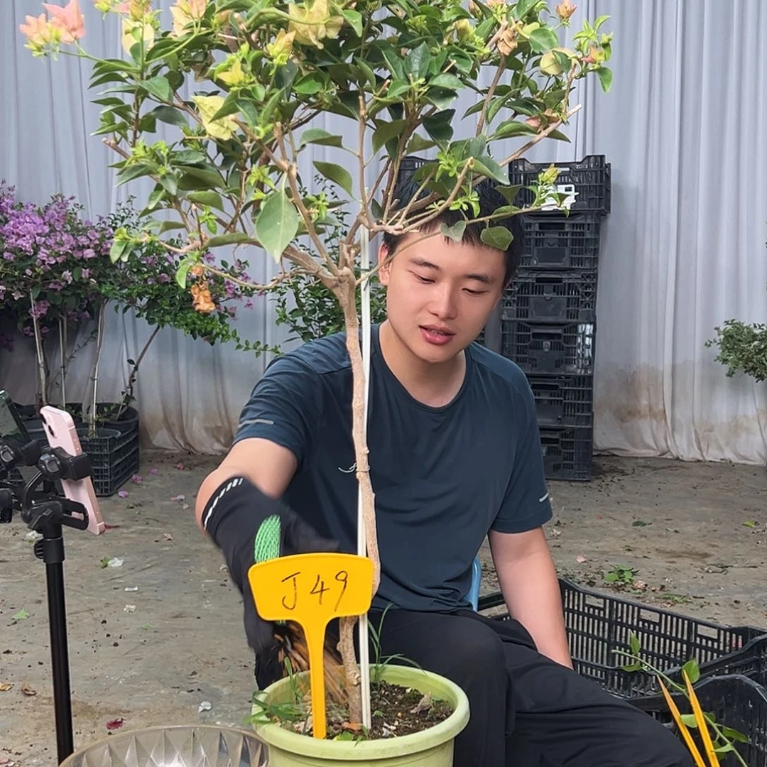 易***奕当前无花栽培后可以开花J.49卡亚塔