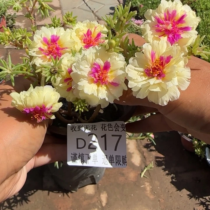 无花朵D217超小苗盆口10cm