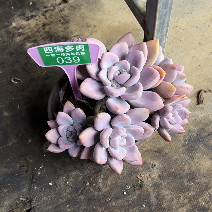 醒***姐奥普多肉植物纤维复合039