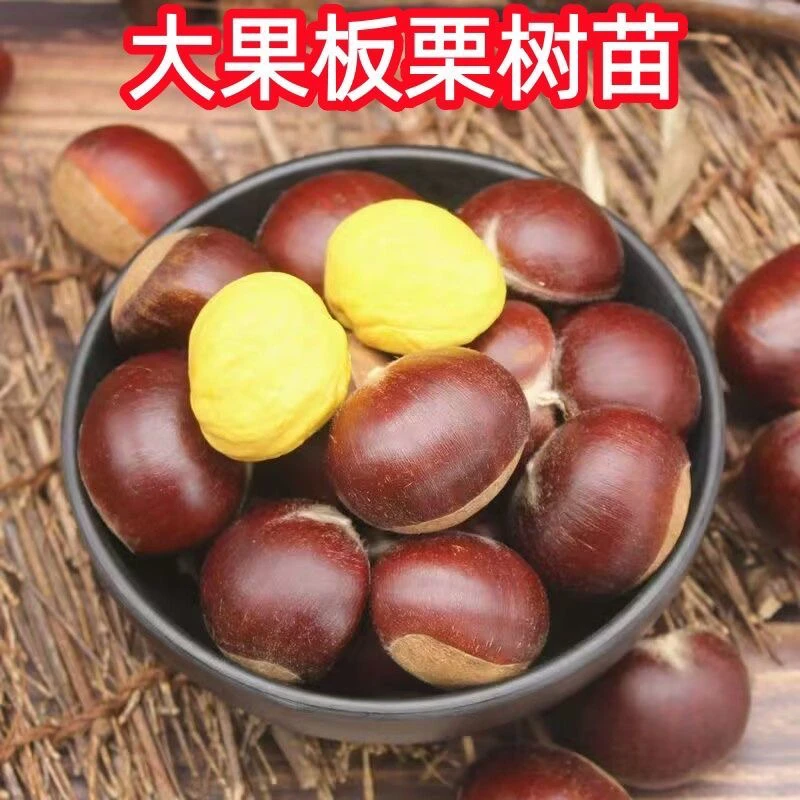 板栗苗 大红袍板栗苗 嫁接裸根苗